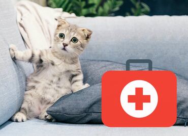 Kit de emergencia para mascotas… ¿qué debe tener?