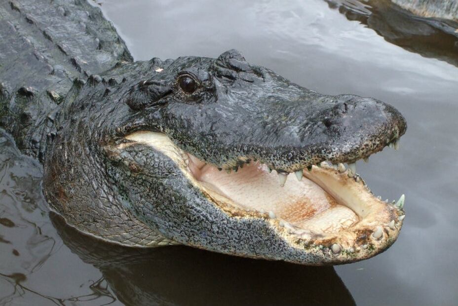 10 especies animales que se salvaron de la extinción