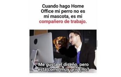 10 perritos que están disfrutando el home office de sus dueños