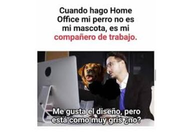 10 perritos que están disfrutando el home office de sus dueños