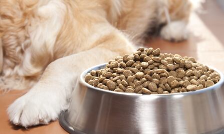 ¿Tu perro no quiere comer? 6 razones que provocan falta de apetito