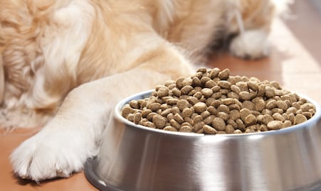 ¿Tu perro no quiere comer? 6 razones que provocan falta de apetito