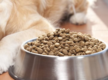 ¿Tu perro no quiere comer? 6 razones que provocan falta de apetito