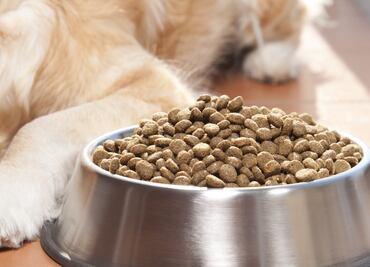 ¿Tu perro no quiere comer? 6 razones que provocan falta de apetito