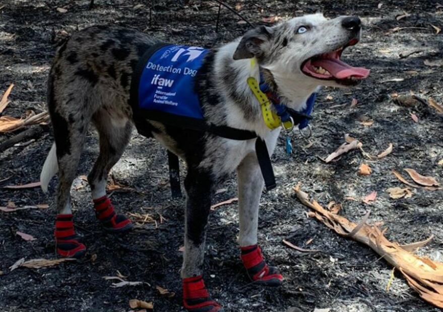 Bear, el único perro en el mundo rescatista de koalas 