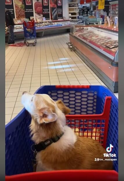 Carritos especiales para llevar a tu perro a hacer el super contigo