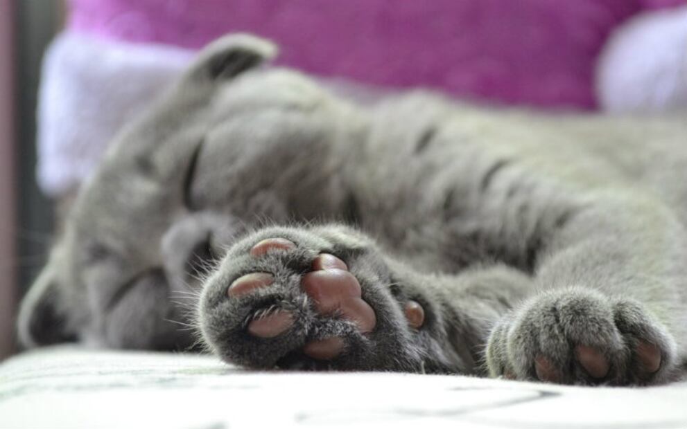 Gatos: 10 inesperados datos sobre las patitas de tu minino