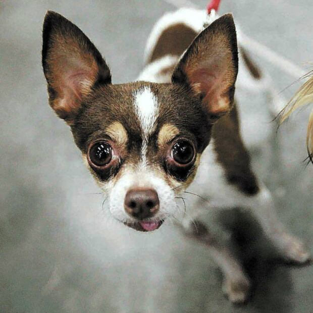 Las 10 razas de perro que menos pelo sueltan