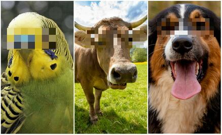 10 animales que fueron arrestados por cometer "crímenes salvajes"