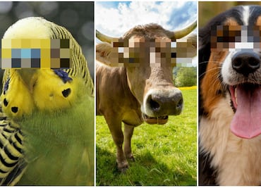 10 animales que fueron arrestados por cometer "crímenes salvajes"