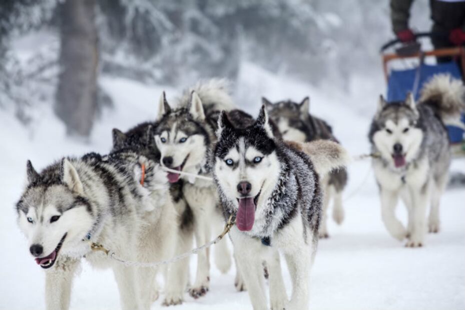 Las 10 razas de perro que se enferman menos