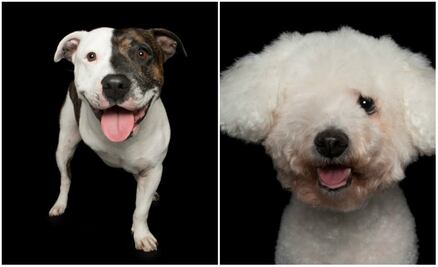 10 fotos de perritos perfectamente imperfectos