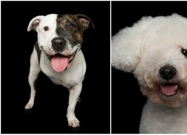 10 fotos de perritos perfectamente imperfectos