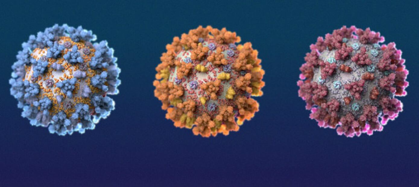 ¿Qué significa que el virus del Covid-19 haya mutado?