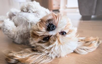 Los 10 comportamientos más extraños de los perros y su explicación