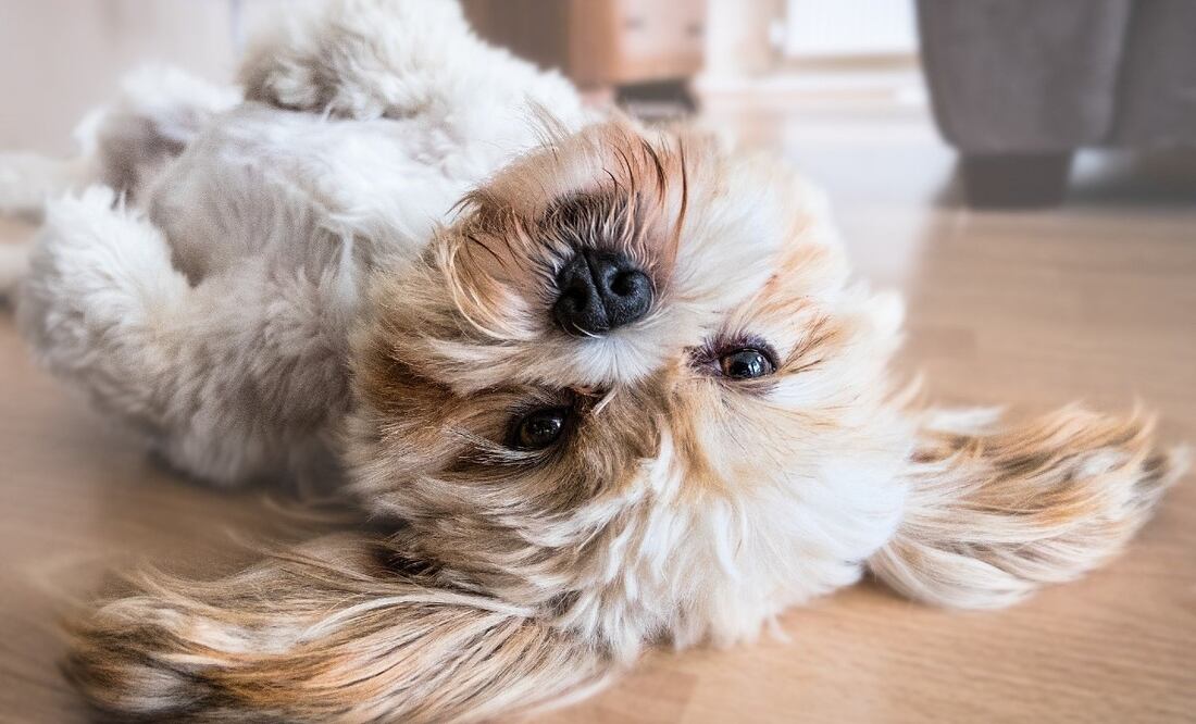 Foto: Fran_Mother_Of_Dogs en Pixabay