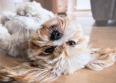 Los 10 comportamientos más extraños de los perros y su explicación