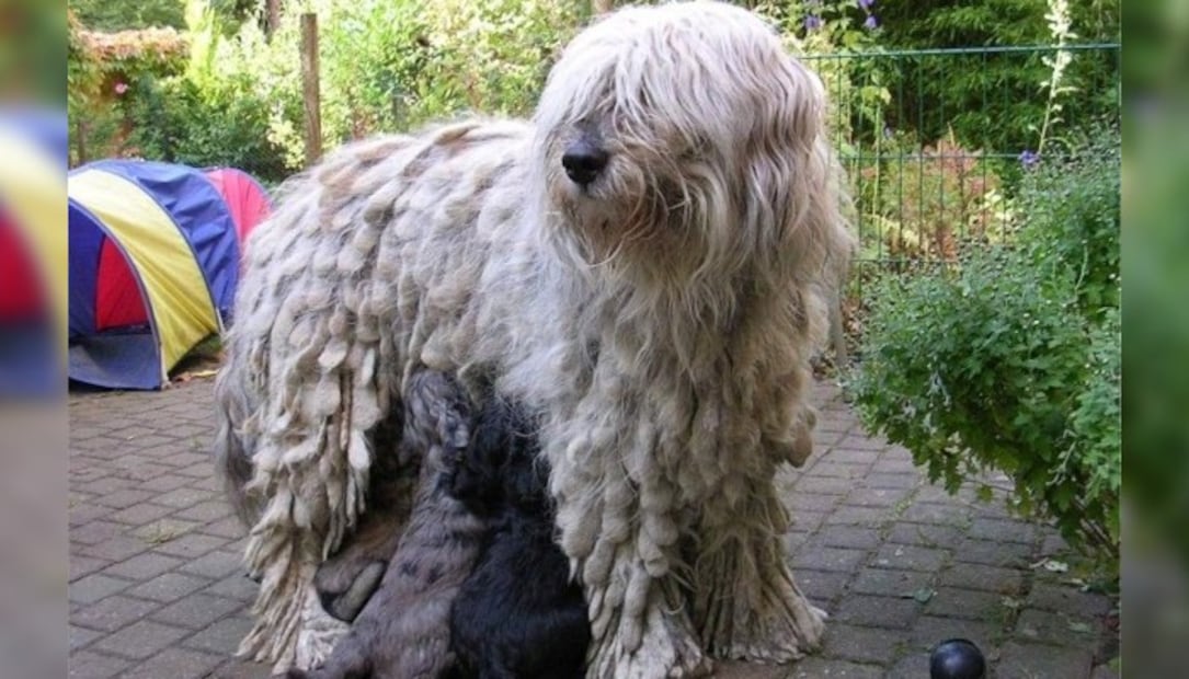 ¡No es un trapeador! Conoce a los perros de raza bergamasco