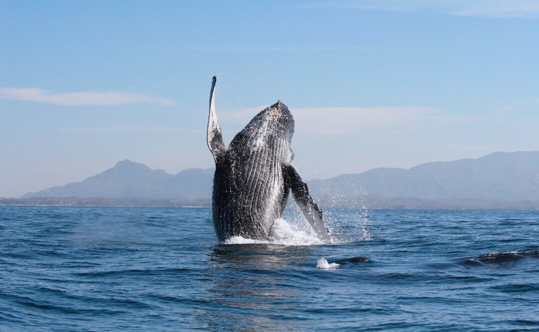 Foto de cortesía rivieranayarit.com.mx