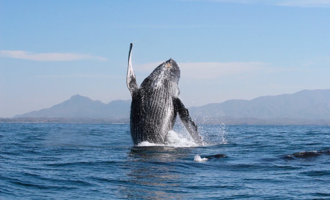 Foto de cortesía rivieranayarit.com.mx