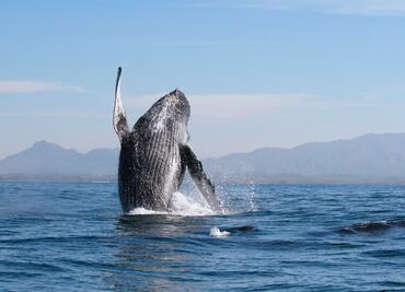 Ya viene la temporada de avistamiento de ballenas en Riviera Nayarit
