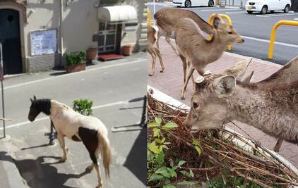 Videos de animales que invaden las calles al no ver humanos cerca
