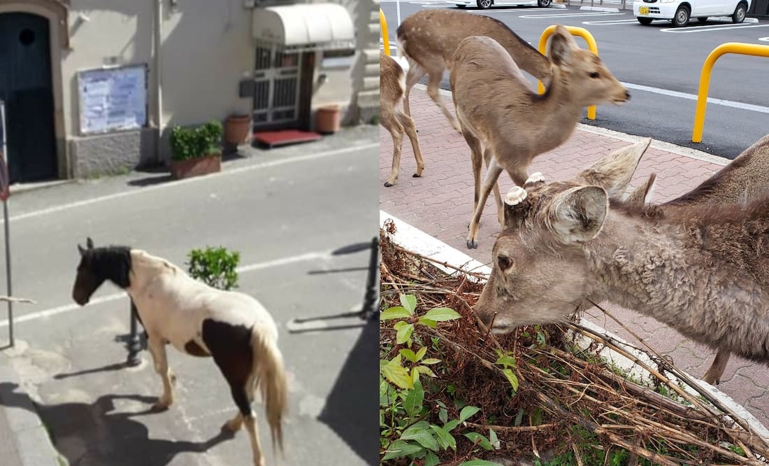 Foto: Twitter @okadennis/Tumblr @dopo-magari-lo-cambio