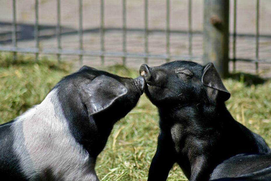 UNAM: ¿Por qué NO es recomendable tener un mini pig como mascota?