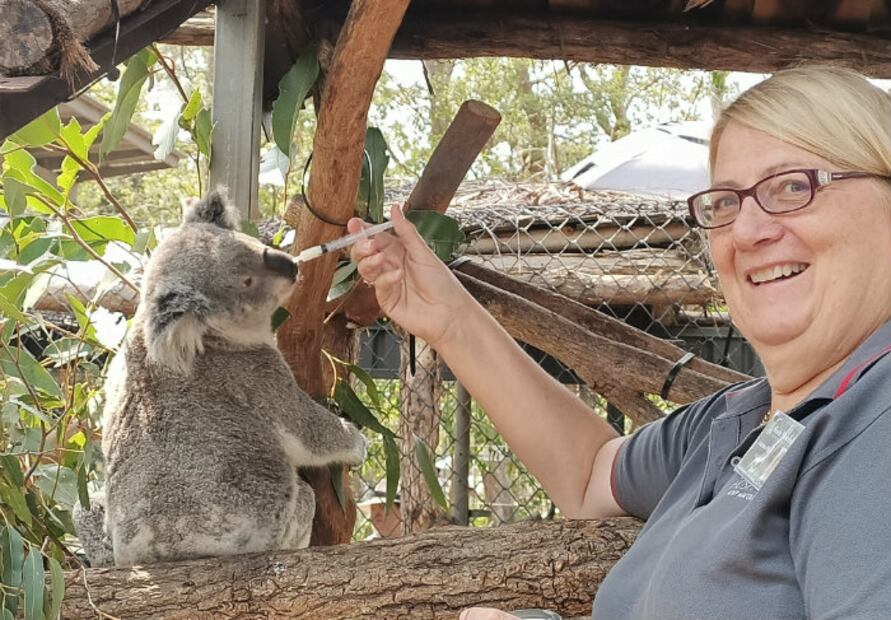 Koalas heridos en incendios de Australia regresan al bosque