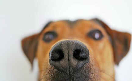 10 olores que tu perro odia porque dañan su olfato