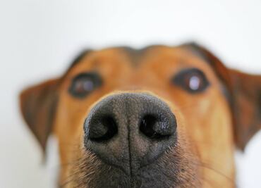 10 olores que tu perro odia porque dañan su olfato