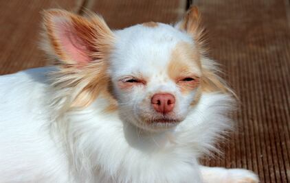 Estudio revela que perros chihuahuas son más agresivos que los pitbulls