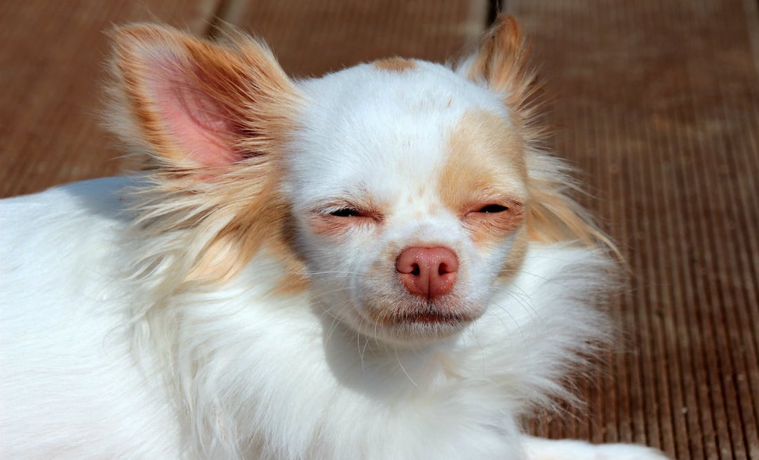 Foto: Myriam Zilles en Pixabay