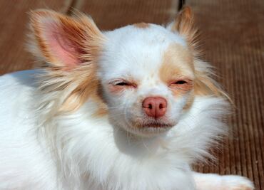 Estudio revela que perros chihuahuas son más agresivos que los pitbulls