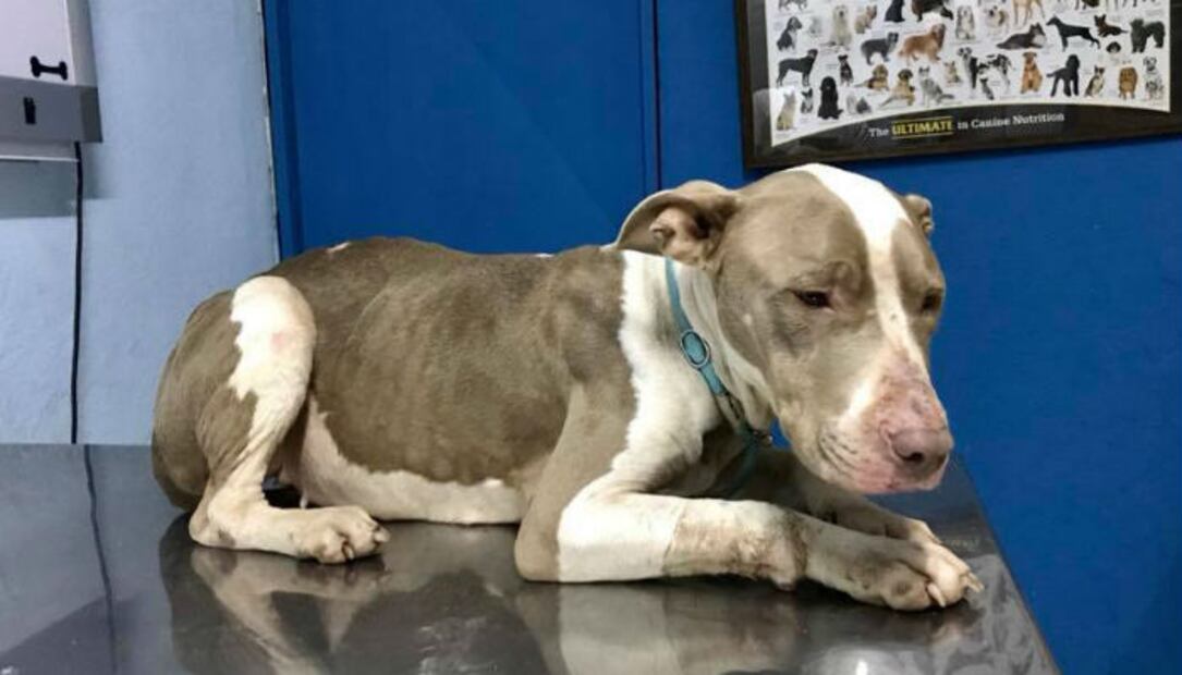 Cala, la perrita que ha superado crueles pruebas de vida