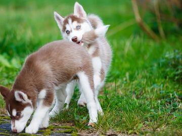 ¿Por qué tu perro presenta comportamientos extraños como morderse la cola?