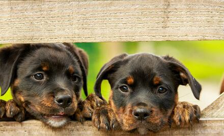 10 razones por las que los perros son nuestros ángeles