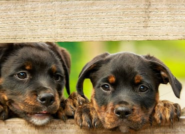 10 razones por las que los perros son nuestros ángeles