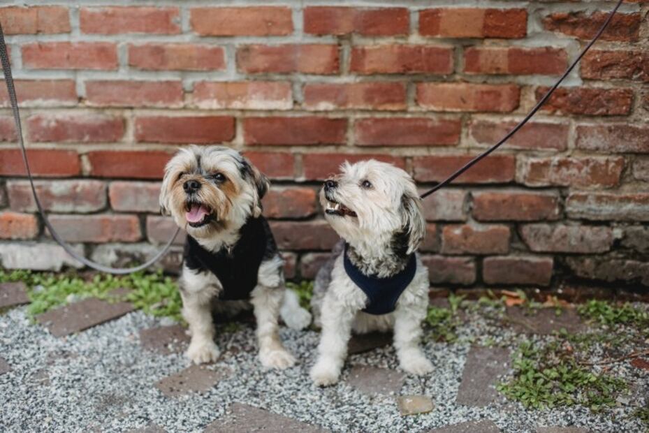 10 cosas que debes tener en casa cuando adoptes un cachorro