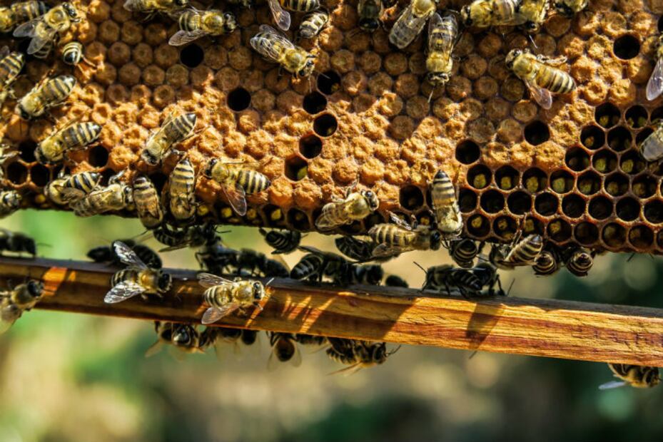 Proyecto mexicano usa popotes de plástico para aumentar las colonias de abejas