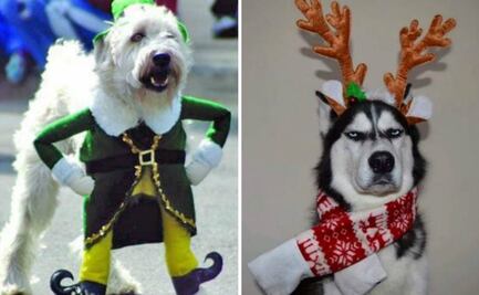10 divertidos disfraces navideños para mascotas