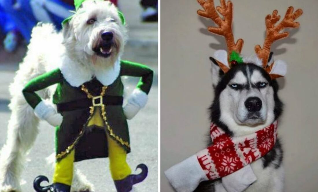 Fotos: animalesmascotas.com/9GAG