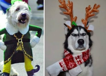 10 divertidos disfraces navideños para mascotas