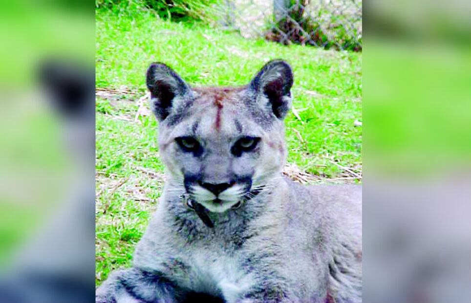 ¡Goya! El origen de los PUMAS como mascota oficial de la UNAM