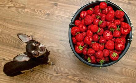 10 frutas deliciosas que tu perro puede comer sin problema