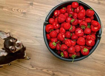 10 frutas deliciosas que tu perro puede comer sin problema