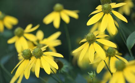 10 propiedades y beneficios de la planta árnica