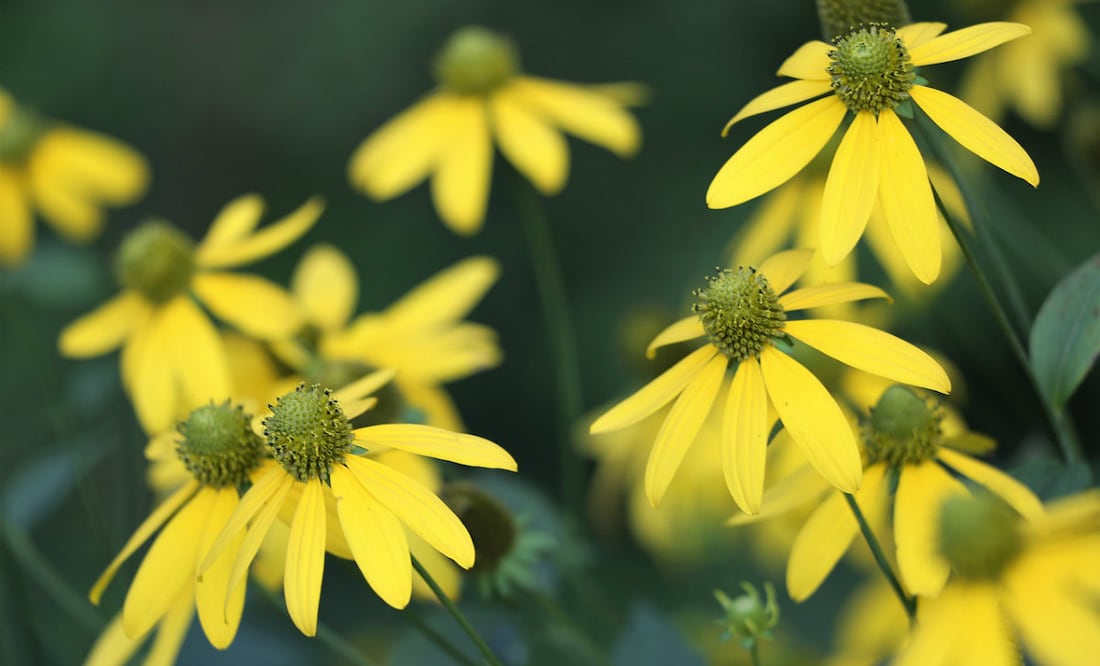 Foto: Goran Horvat en Pixabay