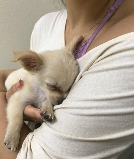 Abandonó a su cachorro en el aeropuerto… ¡no creerás la razón!