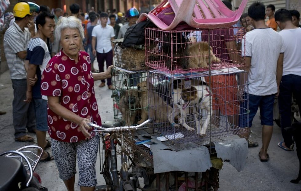 5 animales silvestres que se comen en China